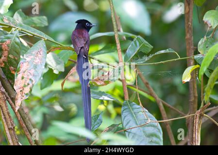 Fliegenfänger von Thailaand Stockfoto