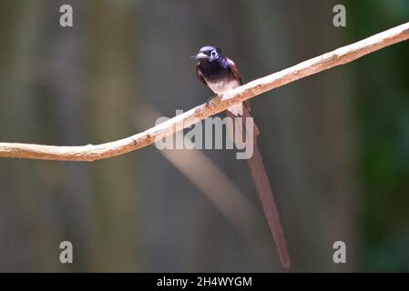 Fliegenfänger von Thailaand Stockfoto