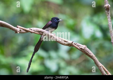 Fliegenfänger von Thailaand Stockfoto