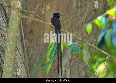 Fliegenfänger von Thailaand Stockfoto