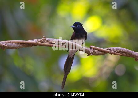 Fliegenfänger von Thailaand Stockfoto