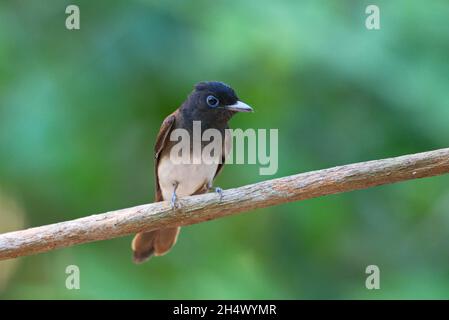 Fliegenfänger von Thailaand Stockfoto