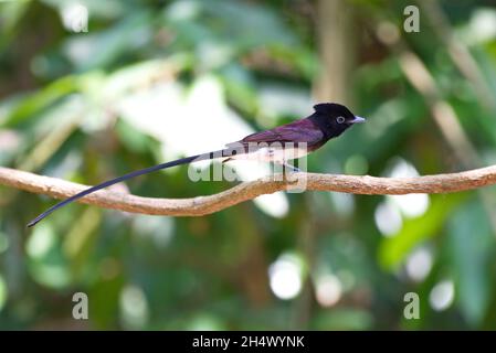 Fliegenfänger von Thailaand Stockfoto