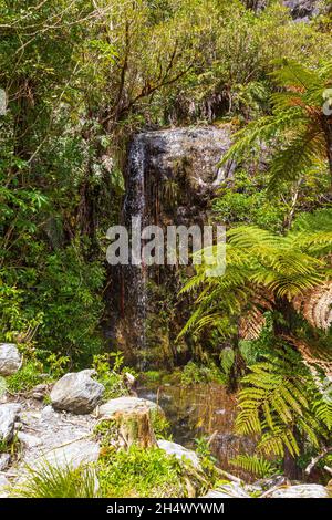 Wald in Neuseeland. Südinsel, Franz Joseph Glacier Track Stockfoto