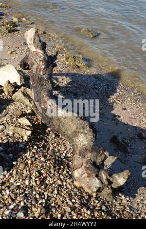 Driftwood am Kiesstrand am Rhein an einem sonnigen Herbsttag, Oppenheim, Rheinland-Pfalz, Deutschland Stockfoto