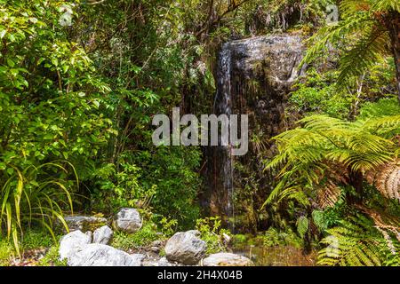 Wald in Neuseeland. Franz Joseph Glacier Track, Südinsel Stockfoto