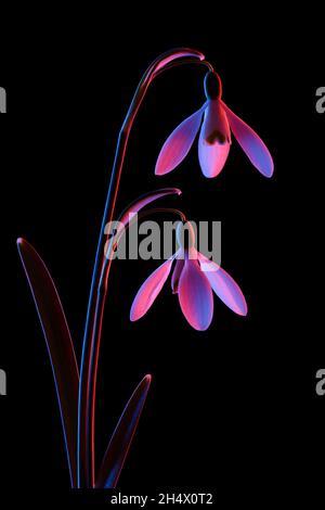 Schneeglöckchen in rosa und blauem Neonlicht, isoliert auf schwarzem Hintergrund. Stockfoto