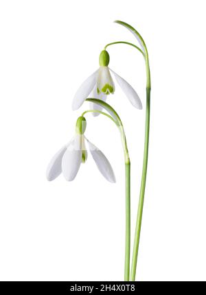 Zwei Frühlingsschneeglöckchen, blühend und frisch, isoliert auf weißem Hintergrund. Stockfoto