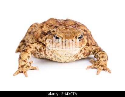 Große Kröte isoliert auf weißem Hintergrund. Stockfoto