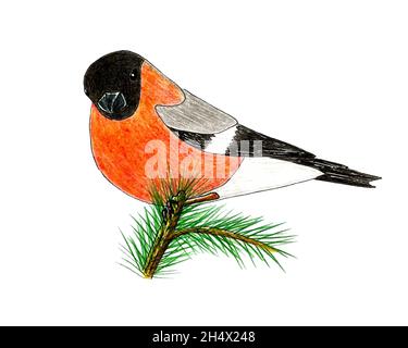 Vogel-Bullfink handgefertigte Bleistiftzkizze, Vogel sitzt auf einem Zweig eines Weihnachtsbaums. Isolierter, weißer Hintergrund. Vektorgrafik Stock Vektor