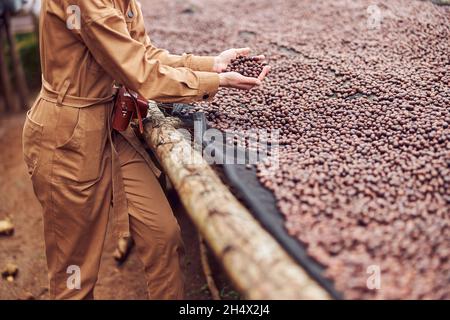 kaukasische Frau testet natürliche trocknende Kaffeebohnen im Kaffeeproduktionszentrum in afrika Stockfoto