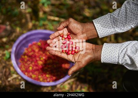 Afrikanischer Arbeiter sammelt Kaffeebohnen auf der Plantage in buschigen Hölzern Stockfoto