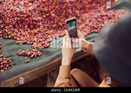 kaukasische Frau testet natürliche trocknende Kaffeebohnen im Kaffeeproduktionszentrum in afrika Stockfoto