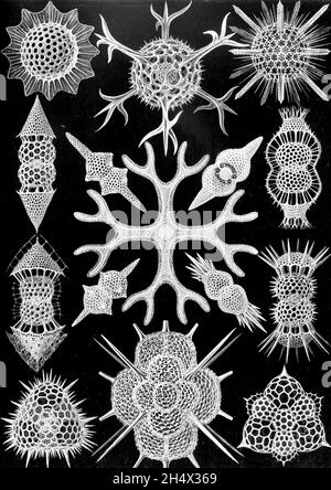 Ernst Haeckel - Spumellaria - 1904 Stockfoto