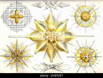 Ernst Haeckel - Acanthometra - 1904 Stockfoto