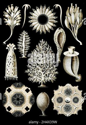 Ernst Haeckel - Calcispongiae - 1904 Stockfoto