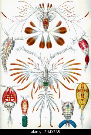 Ernst Haeckel - Copepoda - 1904 Stockfoto