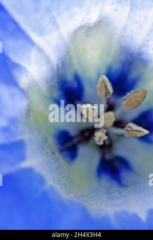 Makro der blauen Blume des peruanischen Apfels, Nicandra physialodes Stockfoto