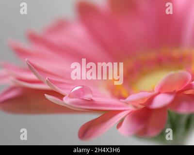Makro einer Gerbera Blume mit einem Tropfen Wasser Stockfoto