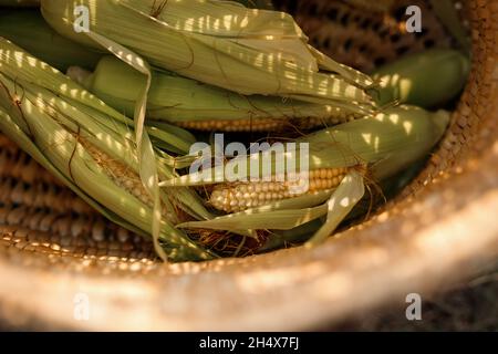 Reife Maiskolben, die aus dem Korb auf das Gras des Herbstgartens gegossen wurden, mit gefallenen gelben Blättern in schönen sonnigen Schatten. Stockfoto