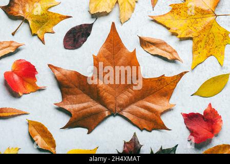 Herbsthintergrund. Draufsicht auf verschiedene herbstliche Blätter auf weißem Hintergrund. Der Herbst hinterlässt den Hintergrund Stockfoto