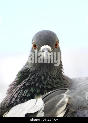 Taube, die an der Wand meines Daches sitzt Stockfoto