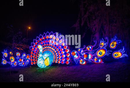 Das Magical Lantern Festival wird im Botanischen Garten in Birmingham, Großbritannien, für die Öffentlichkeit geöffnet. Bilddatum: Freitag, 25. November 2016. Foto: Katja Ogrin/ EMPICS Entertainment. Stockfoto