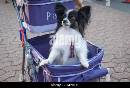 Hunde und ihre Besitzer kommen zum zweiten Tag der Hundeausstellung Crufts 2017 im NEC in Birmingham, Großbritannien, an. Bilddatum: Freitag, 10. März 2017. Foto: Katja Ogrin/ EMPICS Entertainment. Stockfoto