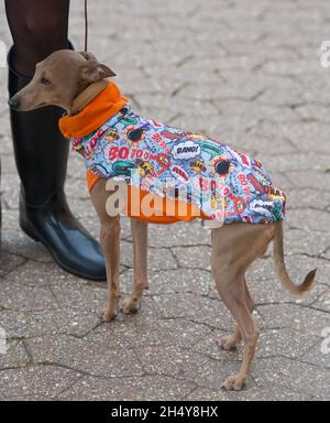 Hunde und ihre Besitzer kommen zum zweiten Tag der Hundeausstellung Crufts 2017 im NEC in Birmingham, Großbritannien, an. Bilddatum: Freitag, 10. März 2017. Foto: Katja Ogrin/ EMPICS Entertainment. Stockfoto