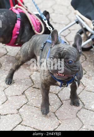 Hunde und ihre Besitzer kommen zum zweiten Tag der Hundeausstellung Crufts 2017 im NEC in Birmingham, Großbritannien, an. Bilddatum: Freitag, 10. März 2017. Foto: Katja Ogrin/ EMPICS Entertainment. Stockfoto