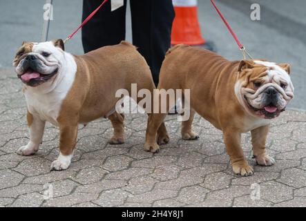 Hunde und ihre Besitzer kommen zum zweiten Tag der Hundeausstellung Crufts 2017 im NEC in Birmingham, Großbritannien, an. Bilddatum: Freitag, 10. März 2017. Foto: Katja Ogrin/ EMPICS Entertainment. Stockfoto