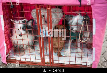 Hunde und ihre Besitzer kommen zum zweiten Tag der Hundeausstellung Crufts 2017 im NEC in Birmingham, Großbritannien, an. Bilddatum: Freitag, 10. März 2017. Foto: Katja Ogrin/ EMPICS Entertainment. Stockfoto