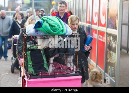 Hunde und ihre Besitzer kommen zum zweiten Tag der Hundeausstellung Crufts 2017 im NEC in Birmingham, Großbritannien, an. Bilddatum: Freitag, 10. März 2017. Foto: Katja Ogrin/ EMPICS Entertainment. Stockfoto