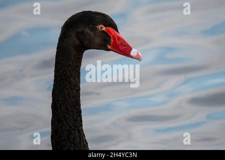 Der Kopf eines schwarzen Schwans (Cygnus atratus) an einem Herbsttag Stockfoto