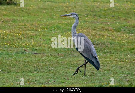 Graureiher (Ardea Cinerea) Stockfoto