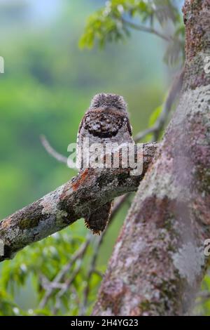 Ein erwachsener großer Potoo (Nyctibius grandis), der tagsüber in Ecuador brüllt Stockfoto