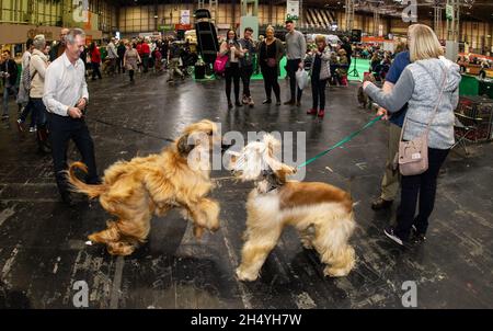 Ein paar afghanische Hunde spielen am 3. Tag der Crufts Dog Show im National Exhibition Centre (NEC) am 09. März 2019 in Birmingham, England. Bilddatum: Samstag, 09. März 2019. Foto: Katja Ogrin/ EMPICS Entertainment. Stockfoto