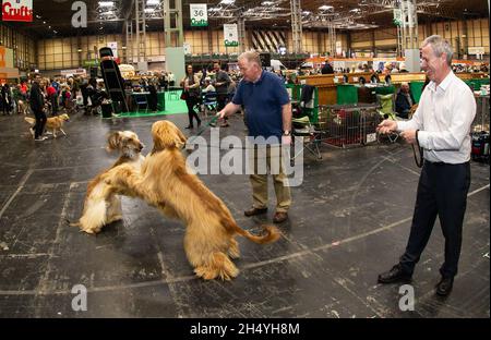 Ein paar afghanische Hunde spielen am 3. Tag der Crufts Dog Show im National Exhibition Centre (NEC) am 09. März 2019 in Birmingham, England. Bilddatum: Samstag, 09. März 2019. Foto: Katja Ogrin/ EMPICS Entertainment. Stockfoto