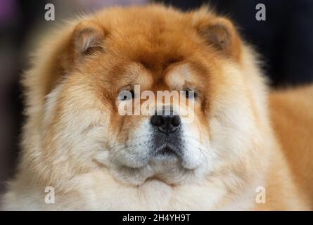 Nahaufnahme eines Chow Chow Hundes am 4. Tag der Crufts Dog Show im National Exhibition Centre (NEC) am 10. März 2019 in Birmingham, England. Bilddatum: Sonntag, 10. März 2019. Foto: Katja Ogrin/ EMPICS Entertainment. Stockfoto