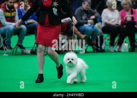 Bichon Frise Bewertungsswettbewerb am 4. Tag der Crufts Dog Show im National Exhibition Centre (NEC) am 10. März 2019 in Birmingham, England. Bilddatum: Sonntag, 10. März 2019. Foto: Katja Ogrin/ EMPICS Entertainment. Stockfoto