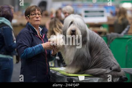 Tag 1 der Crufts Hundeausstellung am 05. März 2020 im NEC in Birmingham, Großbritannien. Bilddatum: Donnerstag, 05. März 2020. Foto: Katja Ogrin/ EMPICS Entertainment. Stockfoto