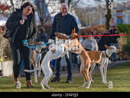 Ibizan findet am vierten Tag der Crufts Hundeausstellung im National Exhibition Centre (NEC) am 08. März 2020 in Birmingham, Großbritannien, statt. Bilddatum: Sonntag, 08. März 2020. Foto: Katja Ogrin/EMPICS Entertainment. Stockfoto