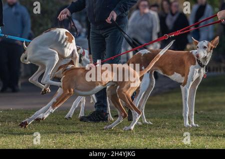 Ibizan findet am vierten Tag der Crufts Hundeausstellung im National Exhibition Centre (NEC) am 08. März 2020 in Birmingham, Großbritannien, statt. Bilddatum: Sonntag, 08. März 2020. Foto: Katja Ogrin/EMPICS Entertainment. Stockfoto