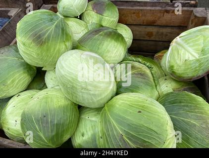 Blick auf die isolierte Gruppe viele frisch geerntete Weißkohlköpfe (brassica oleracea) in Holzkiste auf dem deutschen Bauernmarkt im Herbst Stockfoto