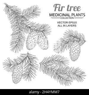 Tannenbaum Vetor auf weißem Hintergrund gesetzt Stock Vektor