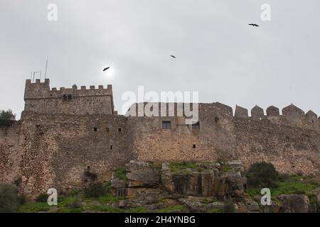 Griffon-Geier fliegen in der Wintersaison über Luna Castle. Alburquerque, Extremadura, Spanien Stockfoto