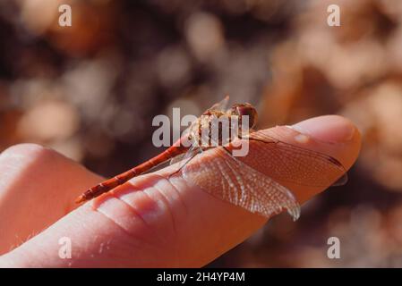 Eine kleine rote Libelle sitzt auf einem Finger, blutrote Heidekraut-Libelle sitzt auf einem Finger, Sympetrum sanguineum Stockfoto