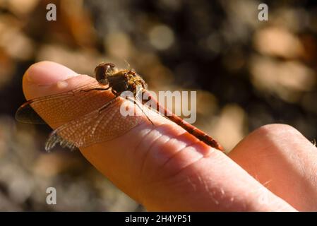 Eine kleine rote Libelle sitzt auf einem Finger, blutrote Heidekraut-Libelle sitzt auf einem Finger, Sympetrum sanguineum Stockfoto
