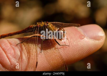 Eine kleine rote Libelle sitzt auf einem Finger, blutrote Heidekraut-Libelle sitzt auf einem Finger, Sympetrum sanguineum Stockfoto