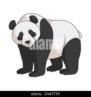 Farbvektorbild eines Pandas. Isoliertes Objekt auf weißem Hintergrund. Stock Vektor